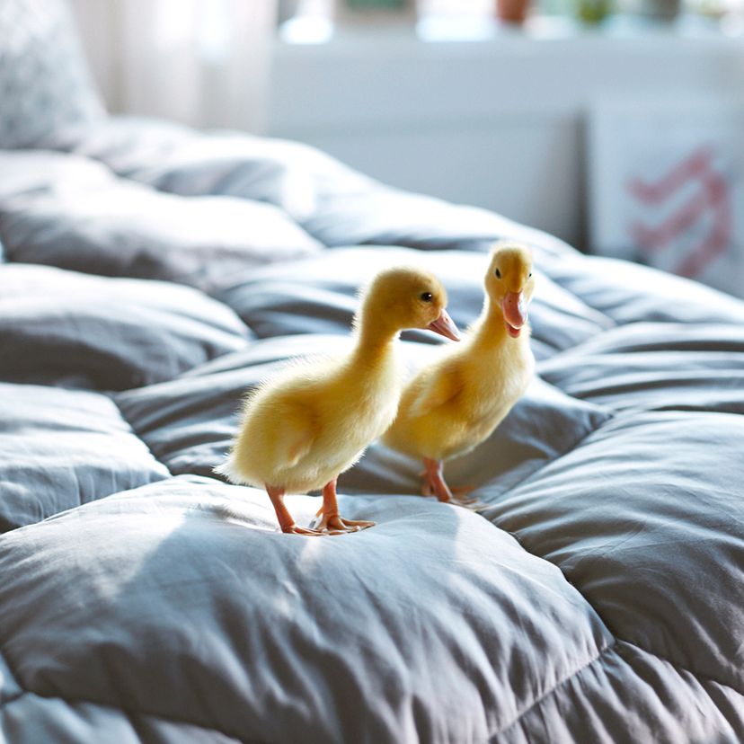 Ducks feel good on comforter